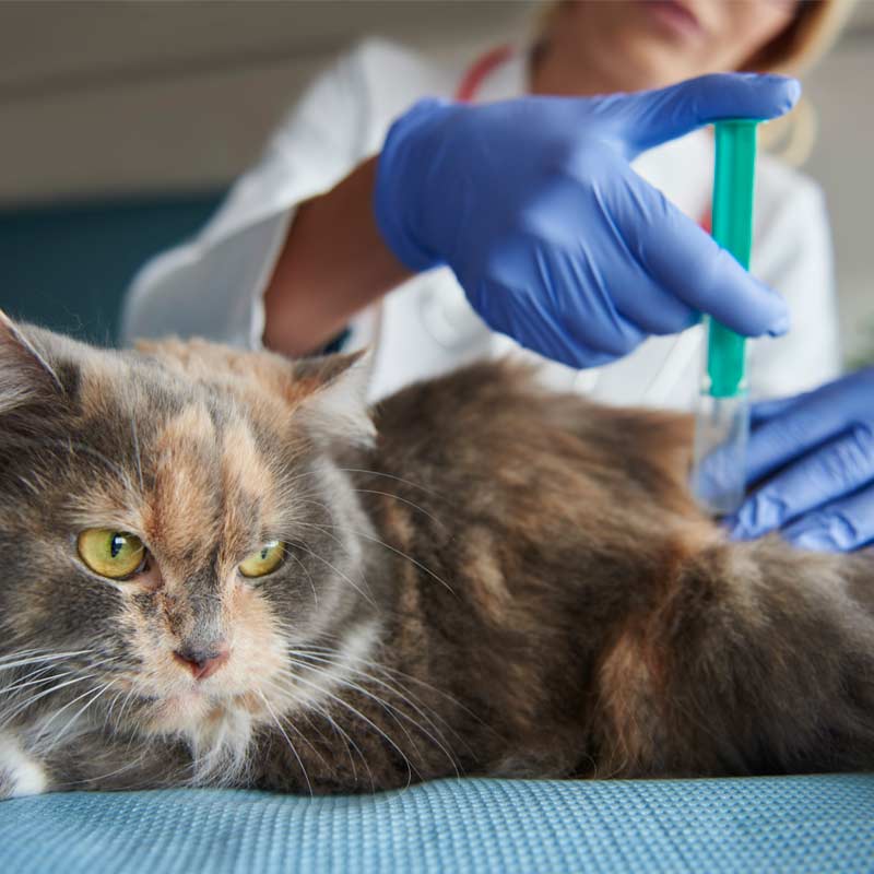 Veterinário aplicando vacina em pet