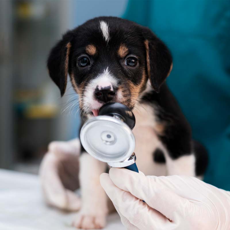 Veterinário atendendo pet
